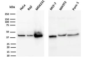 Western Blot Analysis of HeLa, Raji, MDA231, MCF-7, NIH3T3, Panc-1, cell lysates using PD-L2 Mouse Monoclonal Antibody (PDL1/2744). (PD-L1 抗体  (AA 39-191))