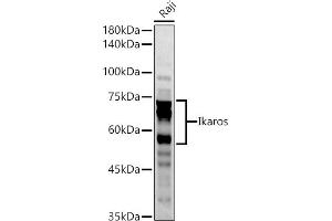 Western Blotting (WB) image for anti-IKAROS Family Zinc Finger 1 (Ikaros) (IKZF1) (AA 1-270) antibody (ABIN3015622)