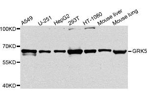 Western blot analysis of extracts of various cell lines, using GRK5 antibody. (GRK5 抗体)