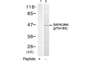 Western blot analysis of extracts from 293 cells using SAPK/JNK(Phospho-Thr183) Antibody(Lane 2) and the same antibody preincubated with blocking peptide(Lane1). (JNK2 抗体  (pThr183))