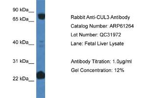 Western Blotting (WB) image for anti-Cullin 3 (CUL3) (C-Term) antibody (ABIN786376) (Cullin 3 抗体  (C-Term))