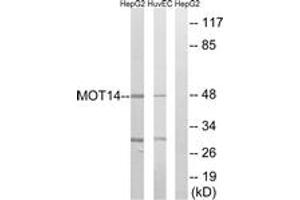 Western blot analysis of extracts from HuvEc/HepG2 cells, using MOT14 Antibody. (SLC16A14 抗体  (AA 131-180))