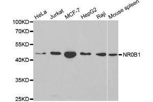 Western blot analysis of extracts of various cell lines, using NR0B1 antibody. (NR0B1 抗体)