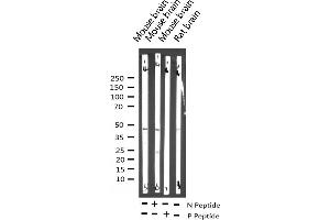 Western Blotting (WB) image for anti-Protein tyrosine Phosphatase, Non-Receptor Type 1 (PTPN1) (pSer50) antibody (ABIN6256357)