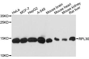 Western blot analysis of extracts of various cell lines, using RPL30 antibody. (RPL30 抗体)
