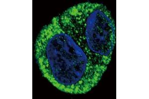 Confocal immunofluorescent analysis of FGA Antibody (N-term) (ABIN390830 and ABIN2841057) with HepG2 cell followed by Alexa Fluor? (FGA 抗体  (N-Term))