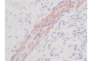 Image no. 1 for anti-KIT Ligand (KITLG) antibody (ABIN465573) (KIT Ligand 抗体)