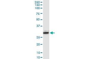 LGALS3 MaxPab rabbit polyclonal antibody. (Galectin 3 抗体  (AA 1-250))