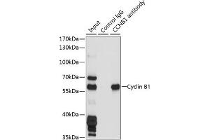 Immunofluorescence analysis of NIH/3T3 cells using Cyclin B1 Rabbit pAb (ABIN7266555) at dilution of 1:100 (40x lens). (Cyclin B1 抗体  (C-Term))