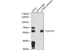 Immunofluorescence analysis of NIH/3T3 cells using Cyclin B1 Rabbit pAb (ABIN7266555) at dilution of 1:100 (40x lens).