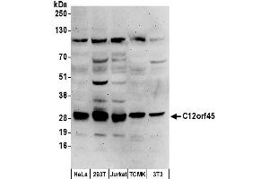anti-Chromosome 12 Open Reading Frame 45 (C12ORF45) (AA 135-185) antibody