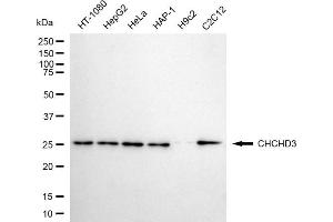 Western blotting analysis using CHCHD3 antibody (ABIN7798117).