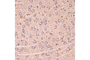 Immunohistochemistry of paraffin-embedded mouse brain using 14-3-3 gamma Rabbit mAb (ABIN7265311) at dilution of 1:100 (40x lens). (14-3-3 gamma 抗体)