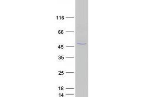 Validation with Western Blot