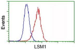 Image no. 2 for anti-LSM1 Homolog, U6 Small Nuclear RNA Associated (LSM1) antibody (ABIN1499210) (LSM1 抗体)