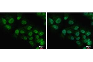 ICC/IF Image COMMD7 antibody detects COMMD7 protein at nucleus and cytoplasm by immunofluorescent analysis. (COMMD7 抗体)