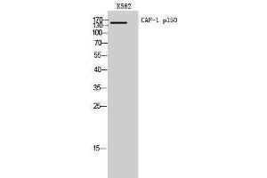 Western Blotting (WB) image for anti-Chromatin Assembly Factor 1, Subunit A (p150) (CHAF1A) (Internal Region) antibody (ABIN6283214)