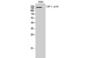 Western Blotting (WB) image for anti-Chromatin Assembly Factor 1, Subunit A (p150) (CHAF1A) (Internal Region) antibody (ABIN3187588)