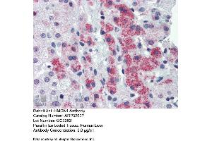 Immunohistochemistry with Human Liver cell lysate tissue at an antibody concentration of 5. (HMGN1 抗体  (Middle Region))