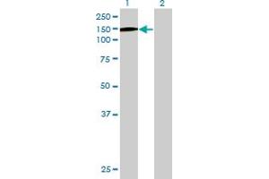 Western Blot analysis of SFRS15 expression in transfected 293T cell line by SFRS15 MaxPab polyclonal antibody. (SCAF4 抗体  (AA 1-1147))