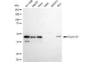 Western blotting analysis using cyclin B2 antibody (ABIN7798193). (Recombinant Cyclin B2 抗体)