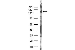 anti-Peptidylglycine alpha-Amidating Monooxygenase (PAM) (Internal Region) antibody