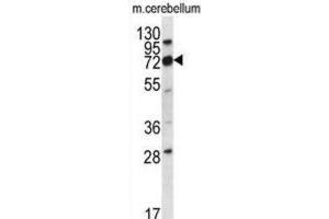 Western Blotting (WB) image for anti-Immunoglobulin Superfamily, Member 8 (IGSF8) antibody (ABIN2996707) (IGSF8 抗体)