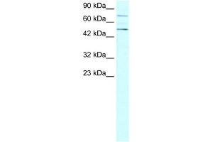WB Suggested Anti-PIAS4 Antibody Titration:  0.