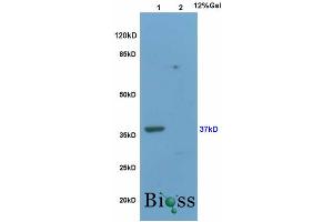 SDS-PAGE (SDS) image for anti-Wingless-Type MMTV Integration Site Family, Member 3A (WNT3A) (AA 281-352) antibody (ABIN733178)