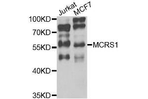 Western blot analysis of extracts of various cell lines, using MCRS1 antibody (ABIN5975252) at 1/1000 dilution. (MCRS1 抗体)