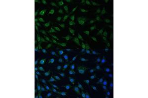Immunofluorescence analysis of L929 cells using NUP214 Polyclonal Antibody (ABIN6127536, ABIN6144958, ABIN6144959 and ABIN6224385) at dilution of 1:100 (40x lens). (NUP214 抗体  (AA 750-1030))