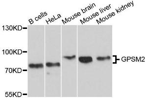 Western blot analysis of extracts of various cells, using GPSM2 antibody. (GPSM2 抗体)