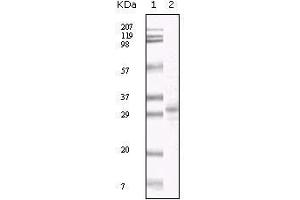 Western Blot showing KSHV ORF26 antibody used against TPA induced BCBL-1 cell lysate. (KSHV ORF26 抗体)
