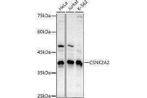 Western blot analysis of extracts of various cell lines, using CSNK2 antibody (0791) at 1:1000 dilution. (CSNK2A2 抗体)