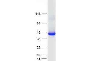 Western Blotting (WB) image for Hydroxyacid Oxidase 2 (HAO2) (Transcript Variant 1) protein (Myc-DYKDDDDK Tag) (ABIN2723146)