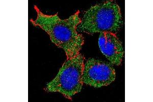 HeLa cells probed with C-rel (318CT41. (c-Rel 抗体)