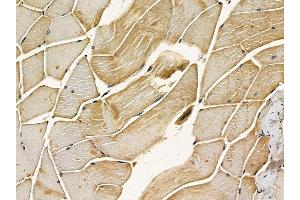 ABIN7095416 and ABIN7099473 at 1/100 staining mouse muscle tissue by IHC-P. (ST7 抗体)