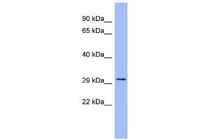 WB Suggested Anti-AGER Antibody Titration:  0. (RAGE 抗体  (N-Term))