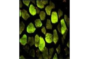 Immunofluorescence (IF) image for anti-ATP Synthase, H+ Transporting, Mitochondrial F1 Complex, O Subunit (ATP5O) (AA 38-64), (N-Term) antibody (ABIN652503)