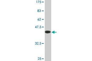 Western Blot detection against Immunogen (39. (Ensa 抗体  (AA 1-121))
