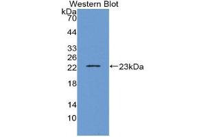 Western Blotting (WB) image for anti-Interleukin 1, beta (IL1B) (AA 63-247) antibody (ABIN1859380) (IL-1 beta 抗体  (AA 63-247))