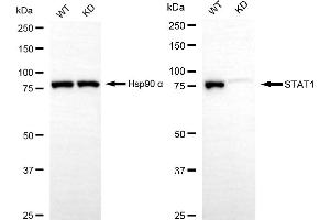Western blotting analysis using STAT1 antibody (ABIN7800335).