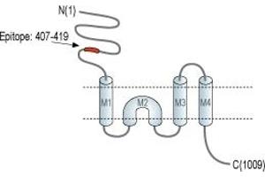 Glutamate Receptor, Ionotropic, delta 1 (GRID1) peptide