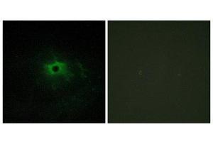 Immunofluorescence (IF) image for anti-Laminin, alpha 4 (LAMa4) (Internal Region) antibody (ABIN1850449) (LAMa4 抗体  (Internal Region))