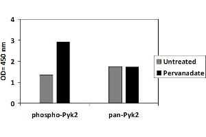 JURKAT cells were untreated or treated with Pervanadate for 10 min. (PTK2B ELISA 试剂盒)