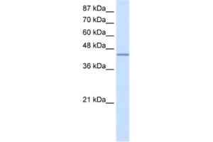 Western Blotting (WB) image for anti-RNA Binding Motif Protein 9 (RBM9) antibody (ABIN2462100) (RBM9 抗体)