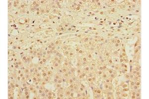 Immunohistochemistry of paraffin-embedded human adrenal gland tissue using ABIN7150536 at dilution of 1:100 (DNAJB9 抗体  (AA 24-223))