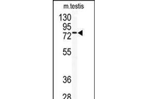 Western blot analysis of anti-TLK2 Antibody (Center) (ABIN392686 and ABIN2837993) in mouse testis tissue lysates (35 μg/lane). (TLK2 抗体  (AA 141-171))
