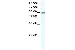 WB Suggested Anti-G3BP Antibody Titration:  2. (G3BP1 抗体  (N-Term))