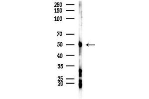 Western blot analysis of lysates from HepG2 cells(LPS,4h treatment), using SEP Antibody at 1/1000 dilution.